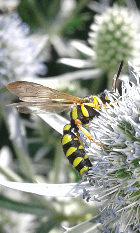 Crabronidae: femmina di Cerceris arenaria